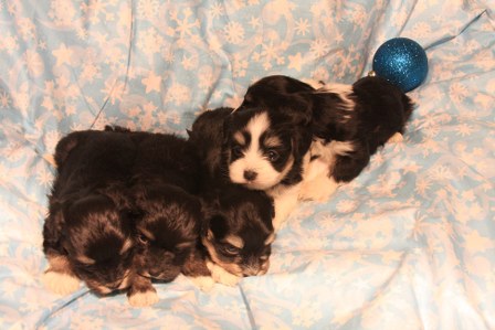 havanese-puppies